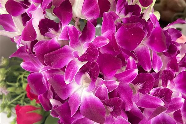 洋兰的开花时间,花期在4-6月