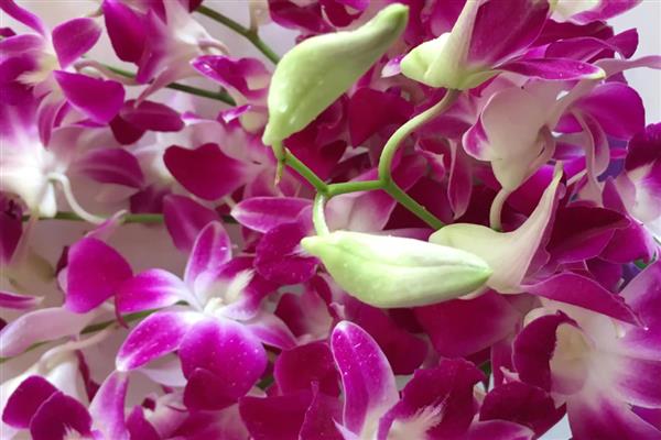 洋兰的开花时间,花期在4-6月