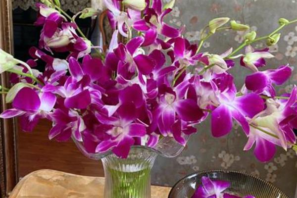 洋兰的开花时间,花期在4-6月