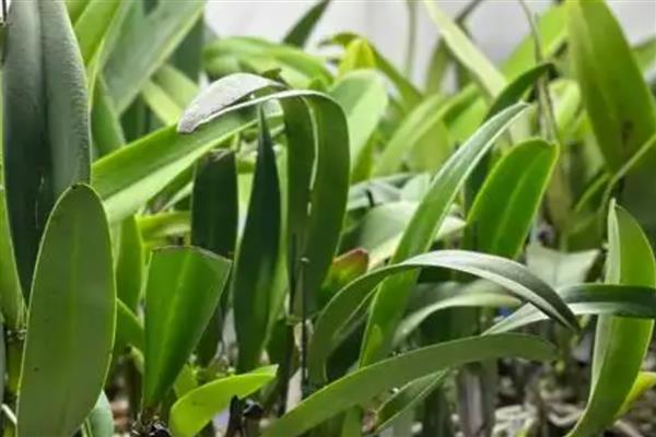 洋兰的开花时间,花期在4-6月