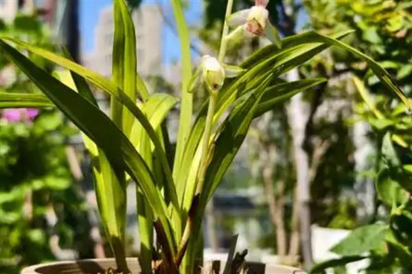 洋兰的开花时间,花期在4-6月