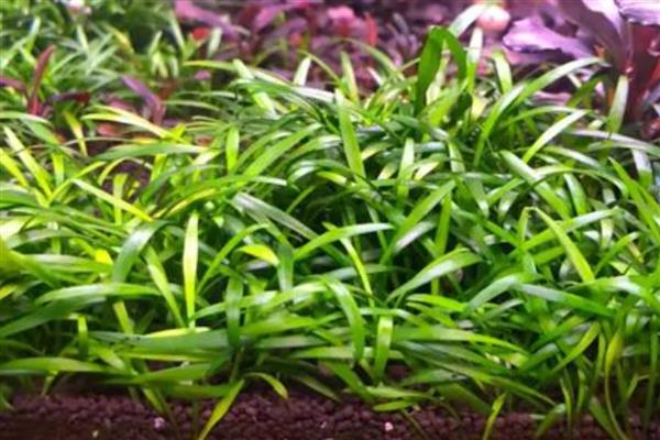 波罗椒草水草好不好养，养护起来很困难