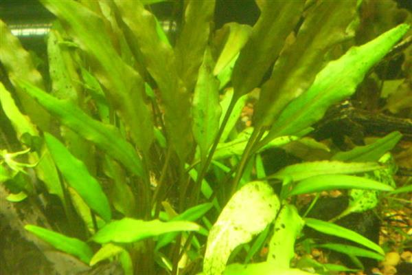 波罗椒草水草好不好养，养护起来很困难