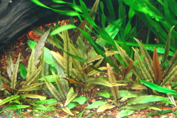 波罗椒草水草好不好养，养护起来很困难