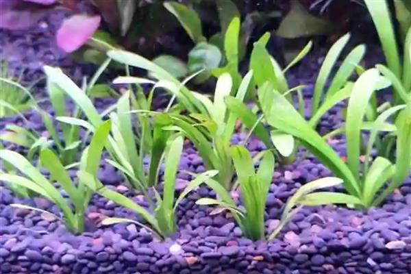 波罗椒草水草好不好养，养护起来很困难