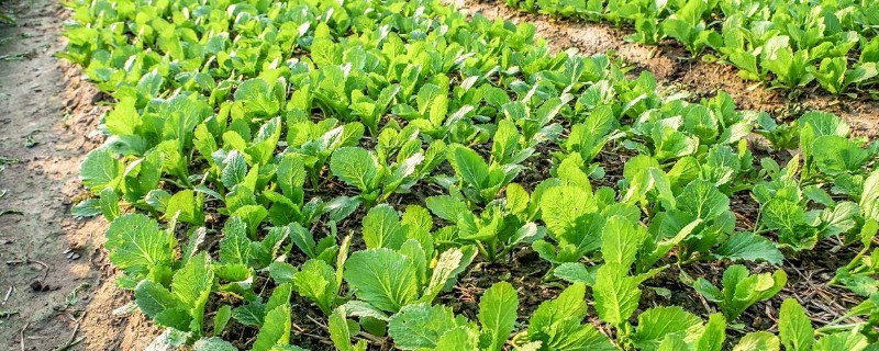 小青菜的种植技术，2-3片真叶时进行次间苗