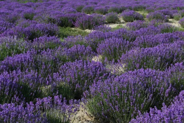 薰衣草是否耐寒，可耐受-5至-8℃的低温