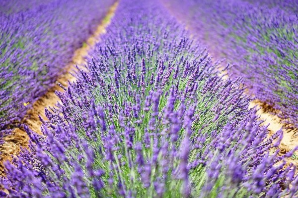 薰衣草是否耐寒，可耐受-5至-8℃的低温