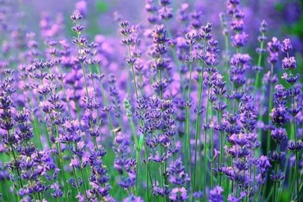 薰衣草是否耐寒，可耐受-5至-8℃的低温