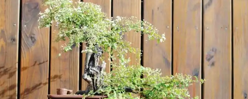 小石积如何养根，生长期每隔10-15天施肥一次