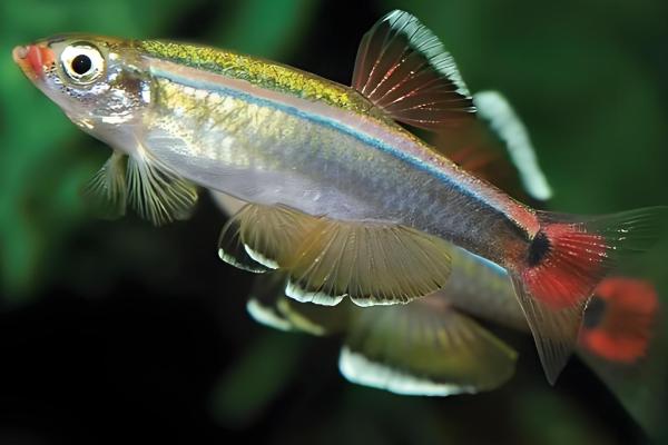 白云金丝鱼有哪几种颜色，有银蓝色和金黄色两种颜色