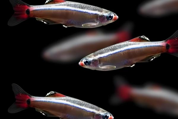 白云金丝鱼有哪几种颜色，有银蓝色和金黄色两种颜色