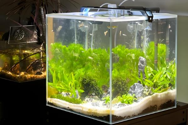 白云金丝鱼有哪几种颜色，有银蓝色和金黄色两种颜色