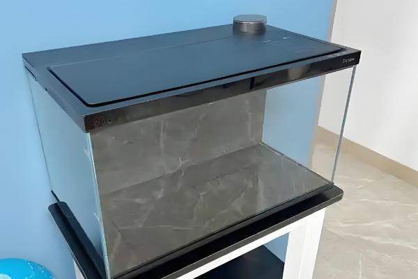 白云金丝鱼有哪几种颜色，有银蓝色和金黄色两种颜色