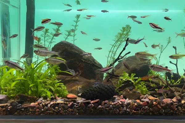 白云金丝鱼有哪几种颜色，有银蓝色和金黄色两种颜色