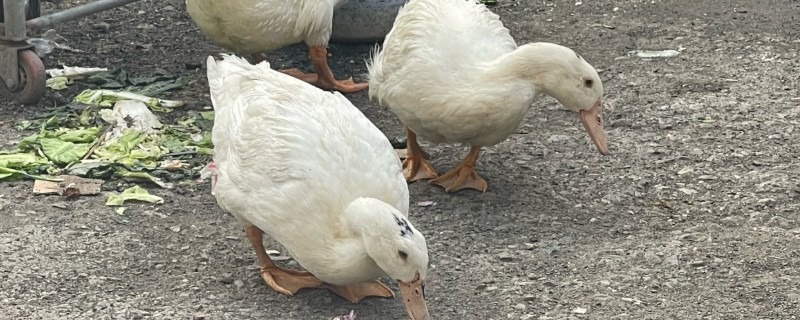 鹅可以吃什么，主要吃草类、植物性饲料等