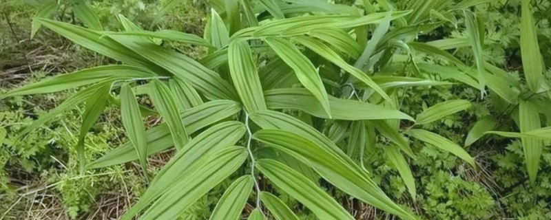 一株黄精三年产几斤，大概有0.3到0.5斤