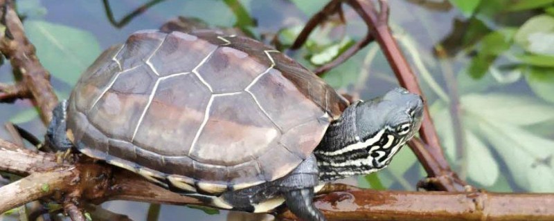 乌龟身体腐烂能用碘伏吗，可以使用碘伏消毒