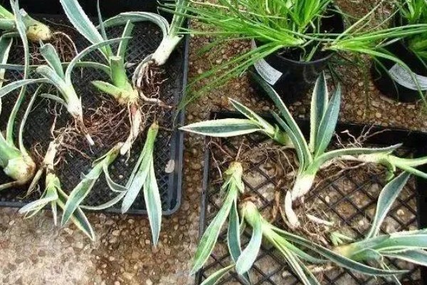 龙舌兰的繁殖方法，可扦插也可分株繁殖