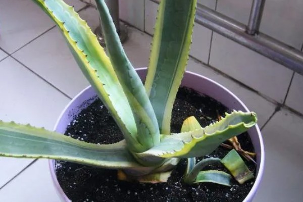 龙舌兰的繁殖方法，可扦插也可分株繁殖