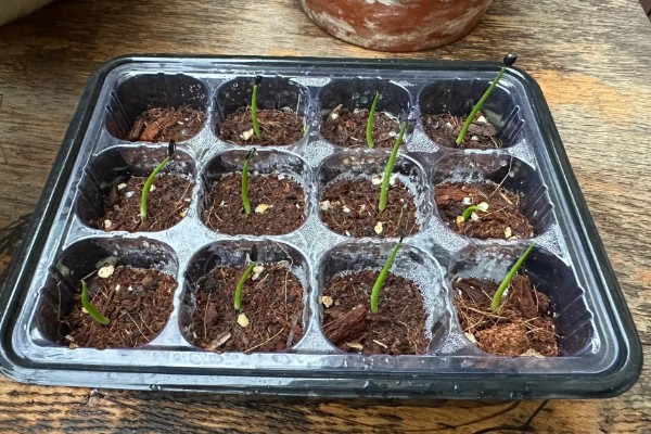 龙舌兰的繁殖方法，可扦插也可分株繁殖