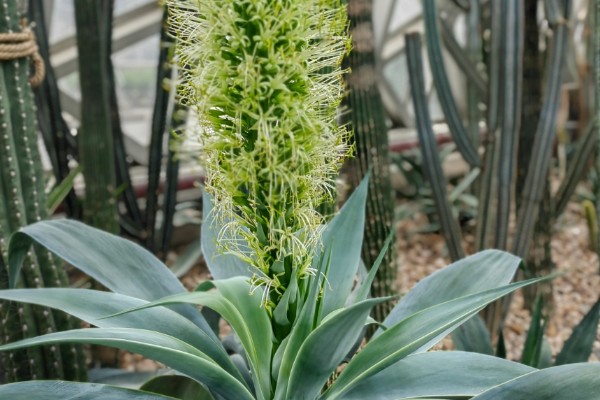 龙舌兰的繁殖方法，可扦插也可分株繁殖