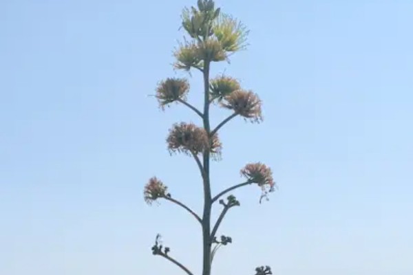 龙舌兰的繁殖方法，可扦插也可分株繁殖