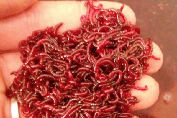 红虫的养殖注意事项，在春末和秋初采集均可