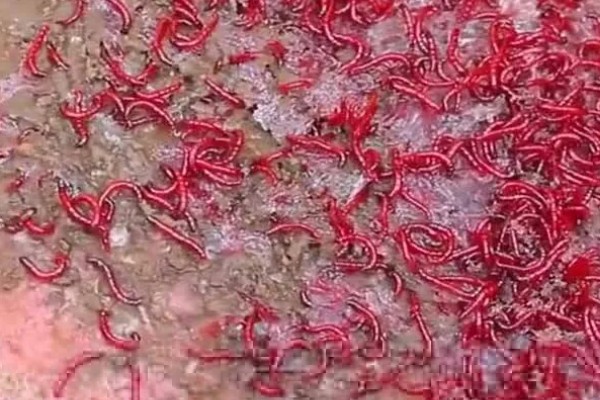 红虫的养殖注意事项，在春末和秋初采集均可