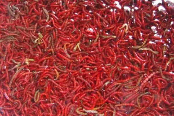 红虫的养殖注意事项，在春末和秋初采集均可