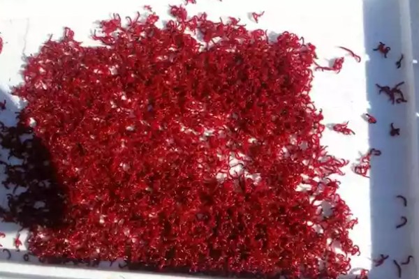 红虫的养殖注意事项，在春末和秋初采集均可