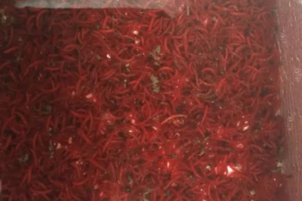 红虫的养殖注意事项，在春末和秋初采集均可