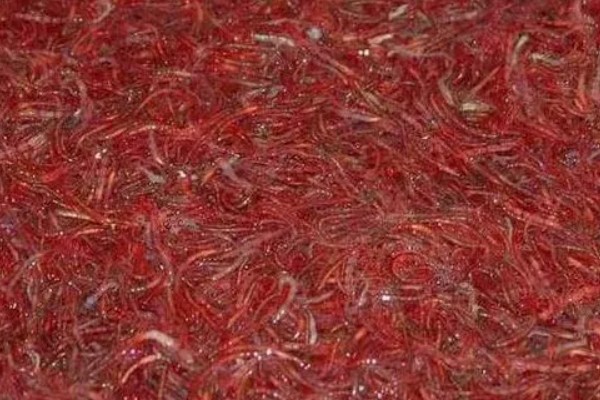 红虫的养殖注意事项，在春末和秋初采集均可