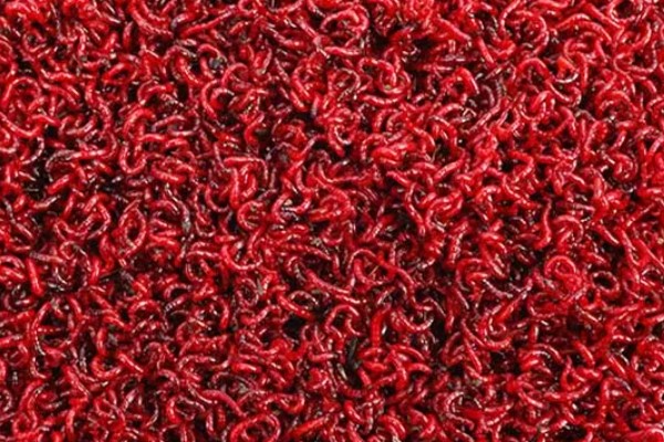 红虫的养殖注意事项，在春末和秋初采集均可