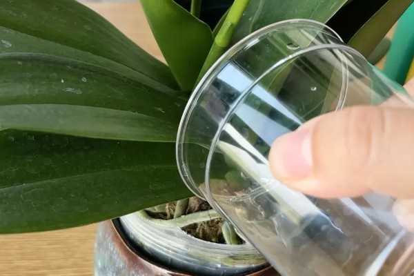 蝴蝶兰如何正确浇水，原则就是见干见湿