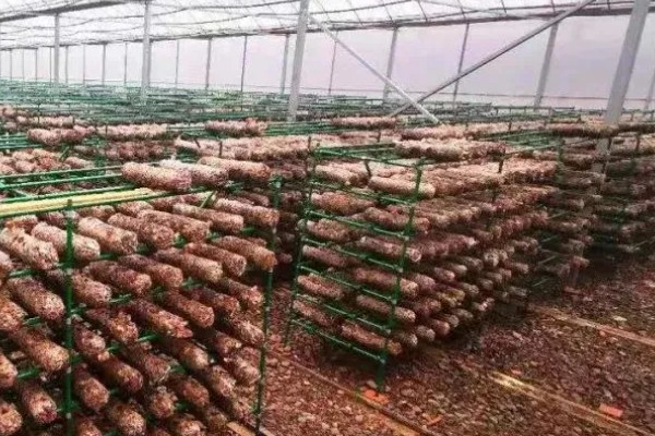 蘑菇如何种植，首先要准备好菇床