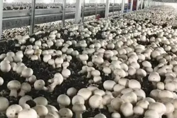 蘑菇如何种植，首先要准备好菇床