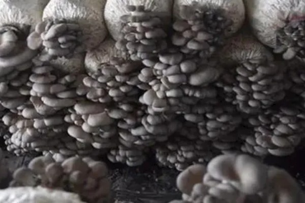 蘑菇如何种植，首先要准备好菇床