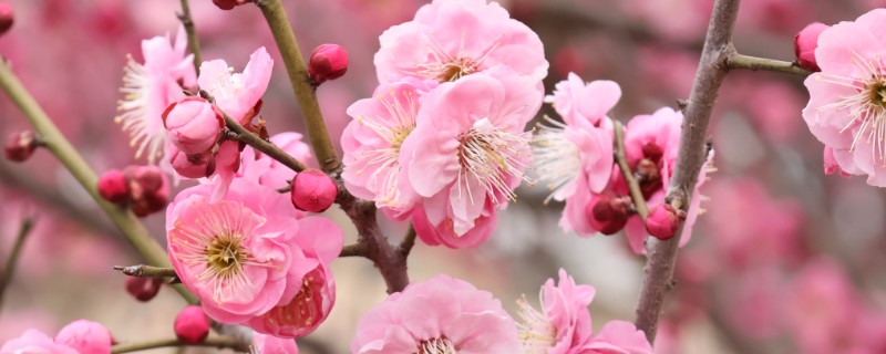 梅花有何特点，花朵单生或两朵同生于一芽中
