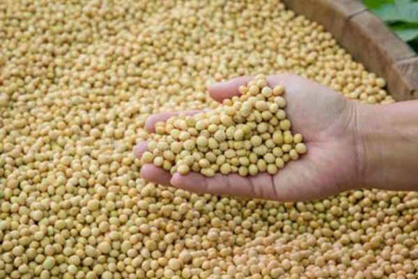 收藏大豆种子的禁忌,主要有以下4点