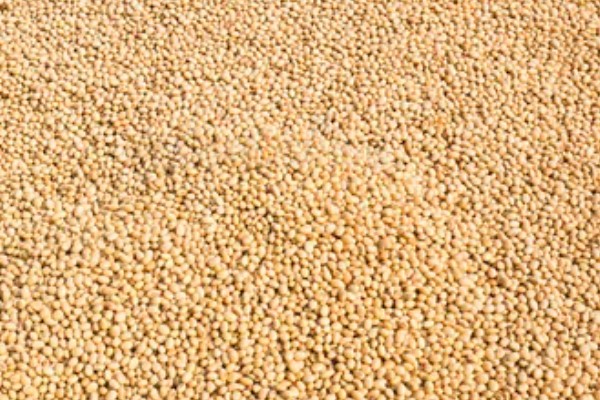 收藏大豆种子的禁忌,主要有以下4点