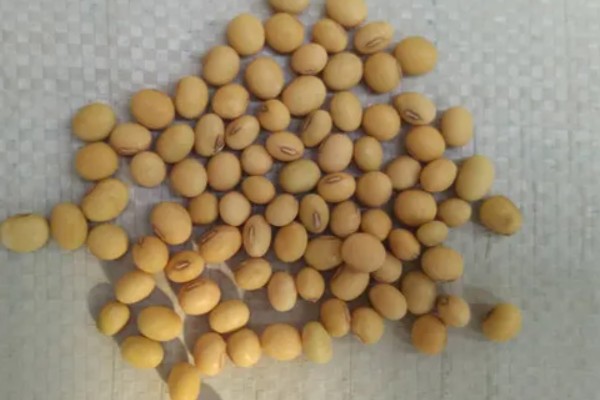 收藏大豆种子的禁忌,主要有以下4点