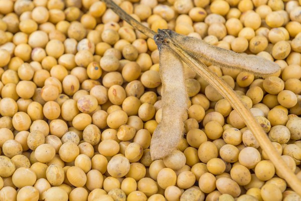 收藏大豆种子的禁忌,主要有以下4点