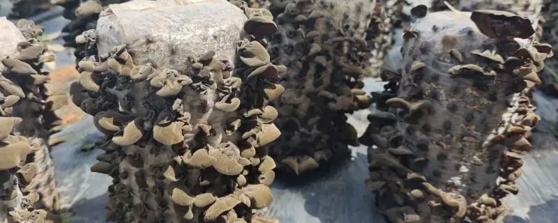 袋栽黑木耳出现烂棒的原因，可能是菌种选择不当所致