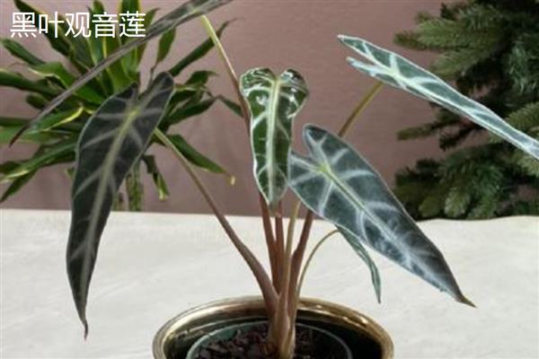 滴水观音的种类,常见的有黑叶观音莲、尖尾芋等