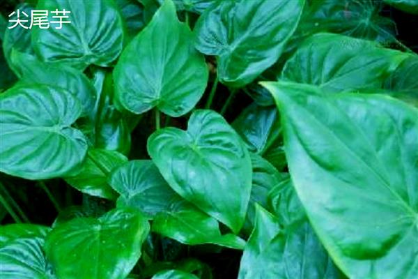 滴水观音的种类,常见的有黑叶观音莲、尖尾芋等