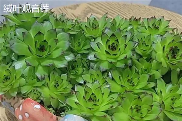 滴水观音的种类,常见的有黑叶观音莲、尖尾芋等