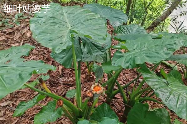 滴水观音的种类,常见的有黑叶观音莲、尖尾芋等