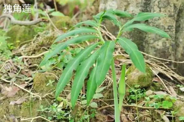 滴水观音的种类,常见的有黑叶观音莲、尖尾芋等