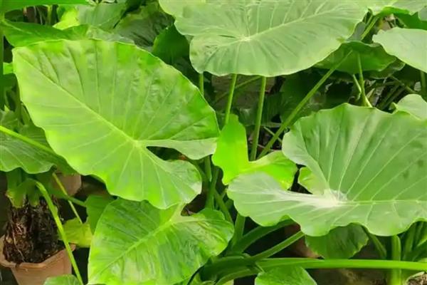 滴水观音的种类,常见的有黑叶观音莲、尖尾芋等